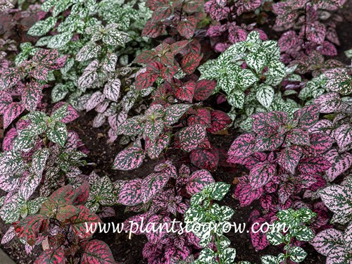 Hippo Polka Dot (Hypoestes phyllostachya) 
A mixed planting